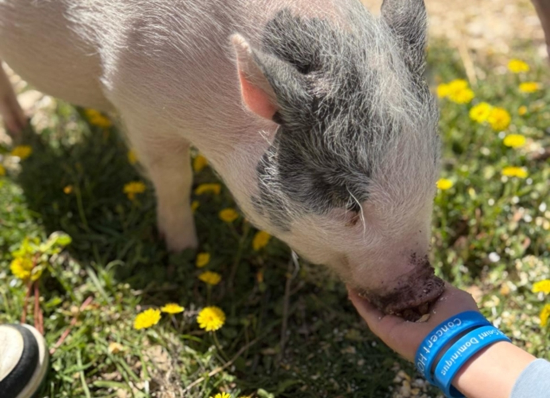 Fermes p�dagogiques : nourrissage des animaux
