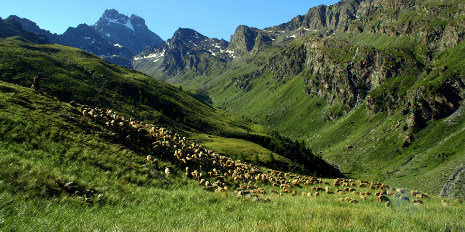 Sortie Parc - �tre berger aujourd'hui - RNN