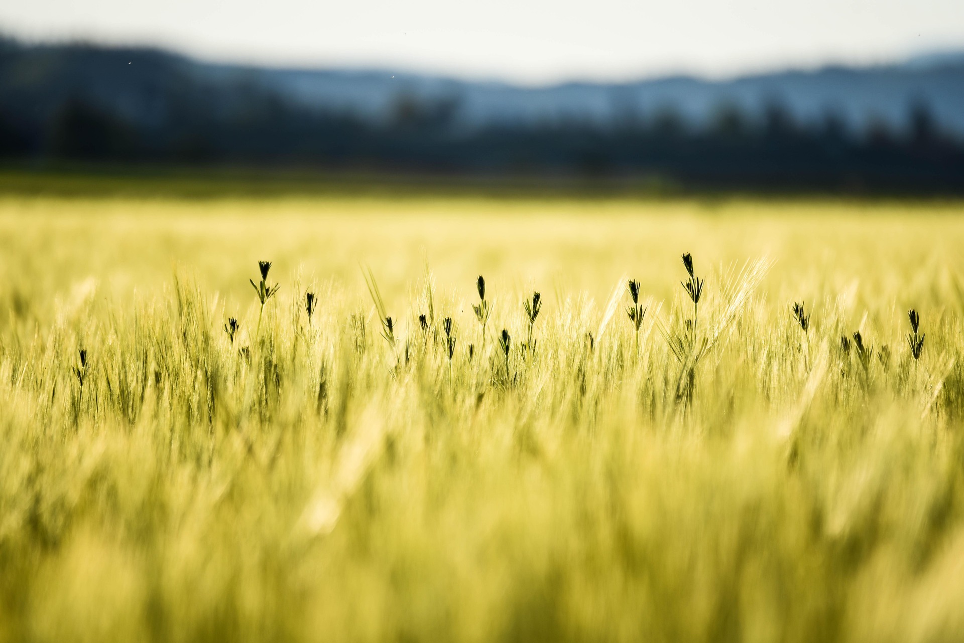L�agroforesterie, agriculture de demain