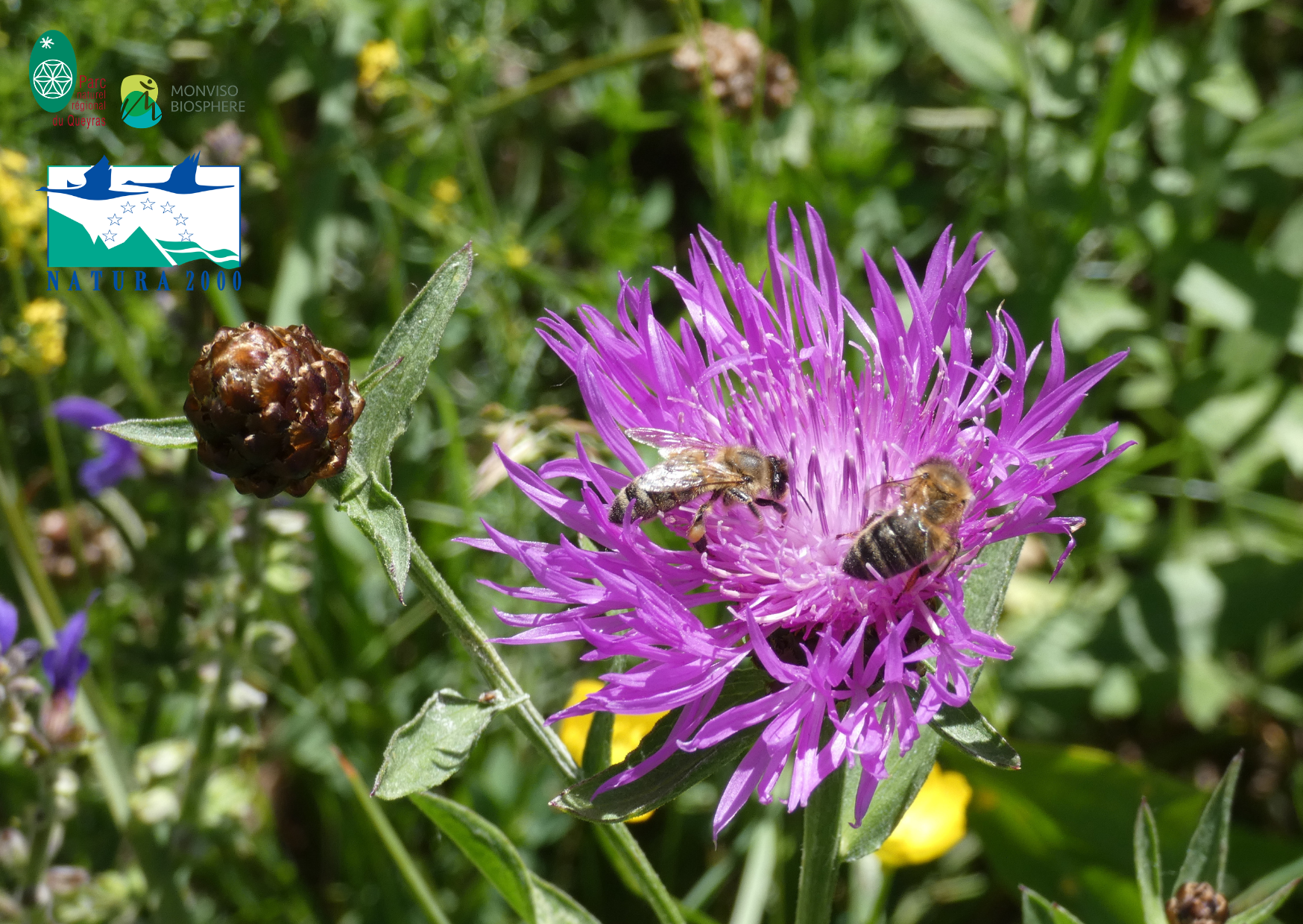 Soir�e-conf�rence sur la pollinisation