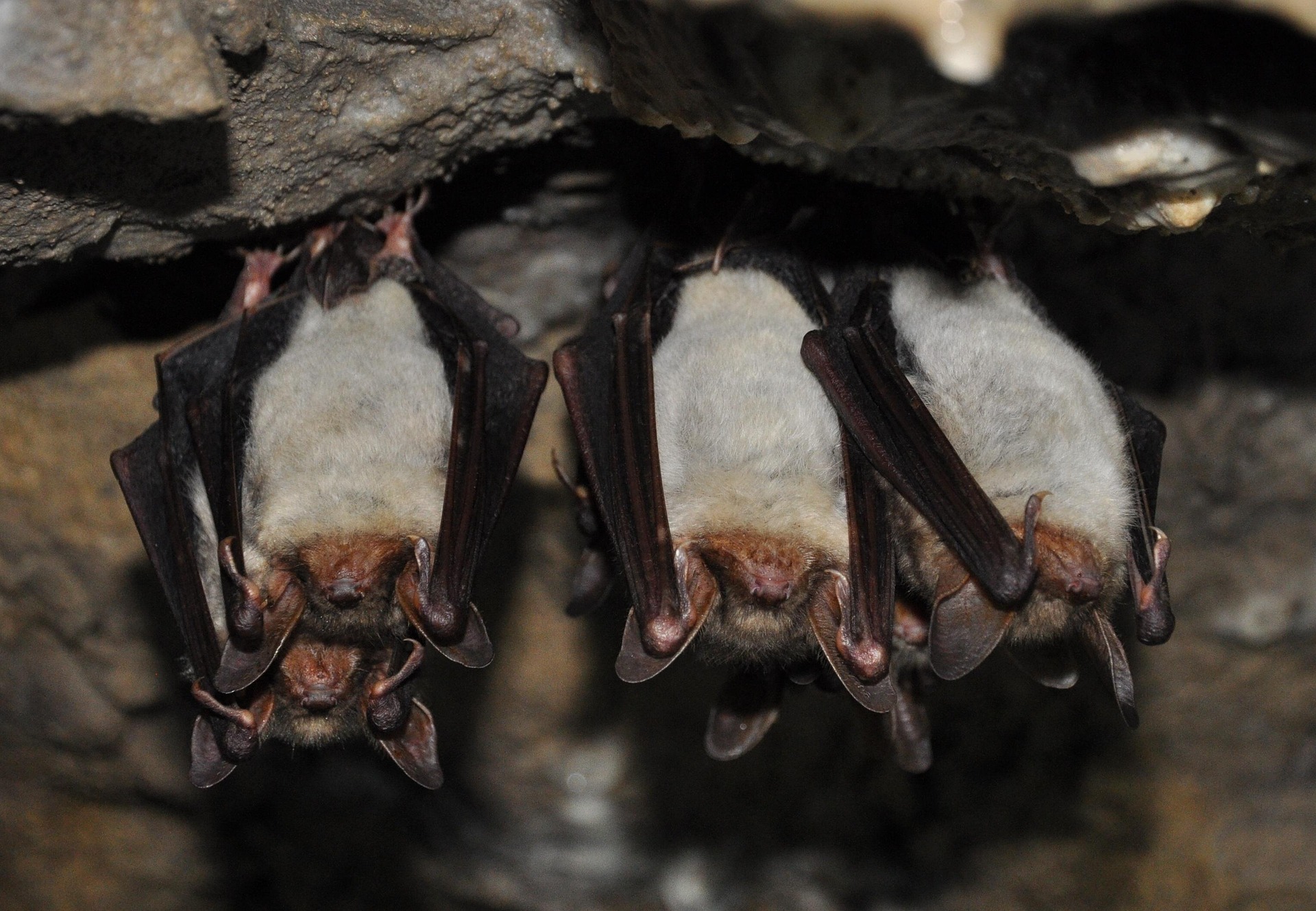 Balade cont�e chauve-souris