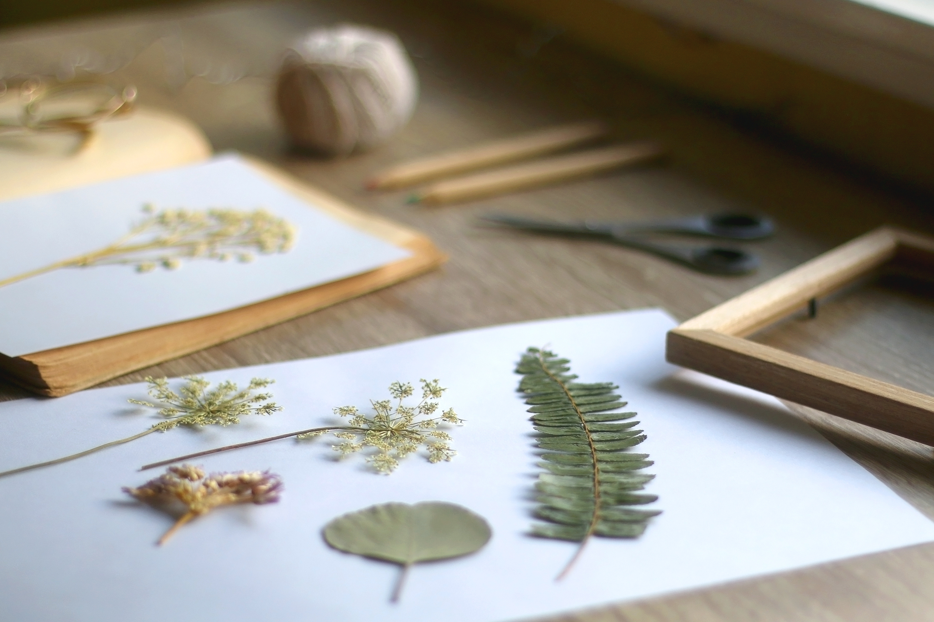 Atelier enfant : L'herbier de Daudet