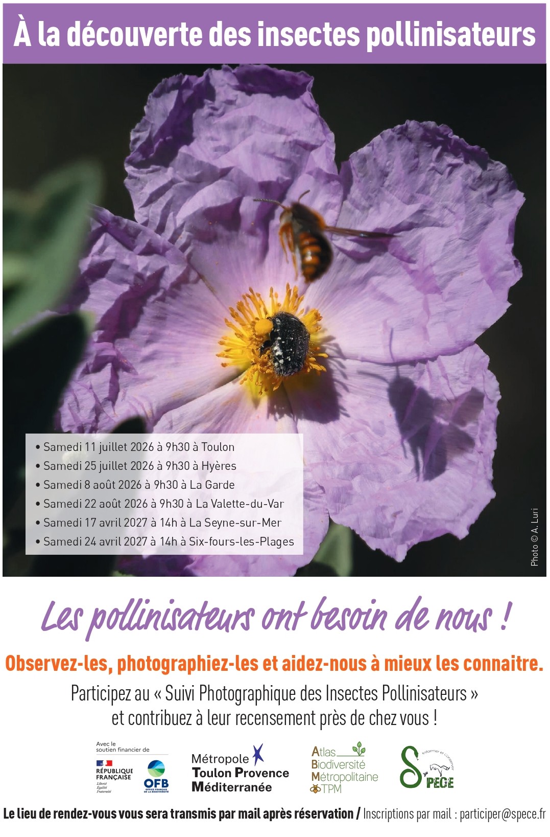 Sortie nature - � la d�couverte des insectes pollinisateurs