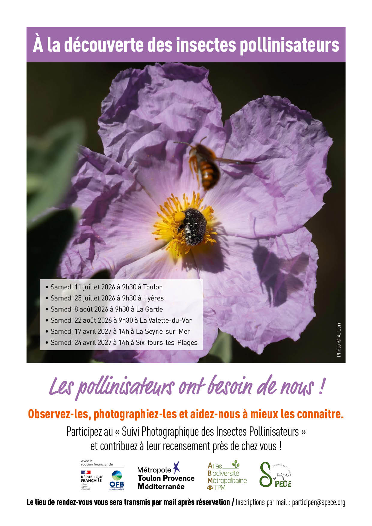 Sortie nature - � la d�couverte des insectes pollinisateurs