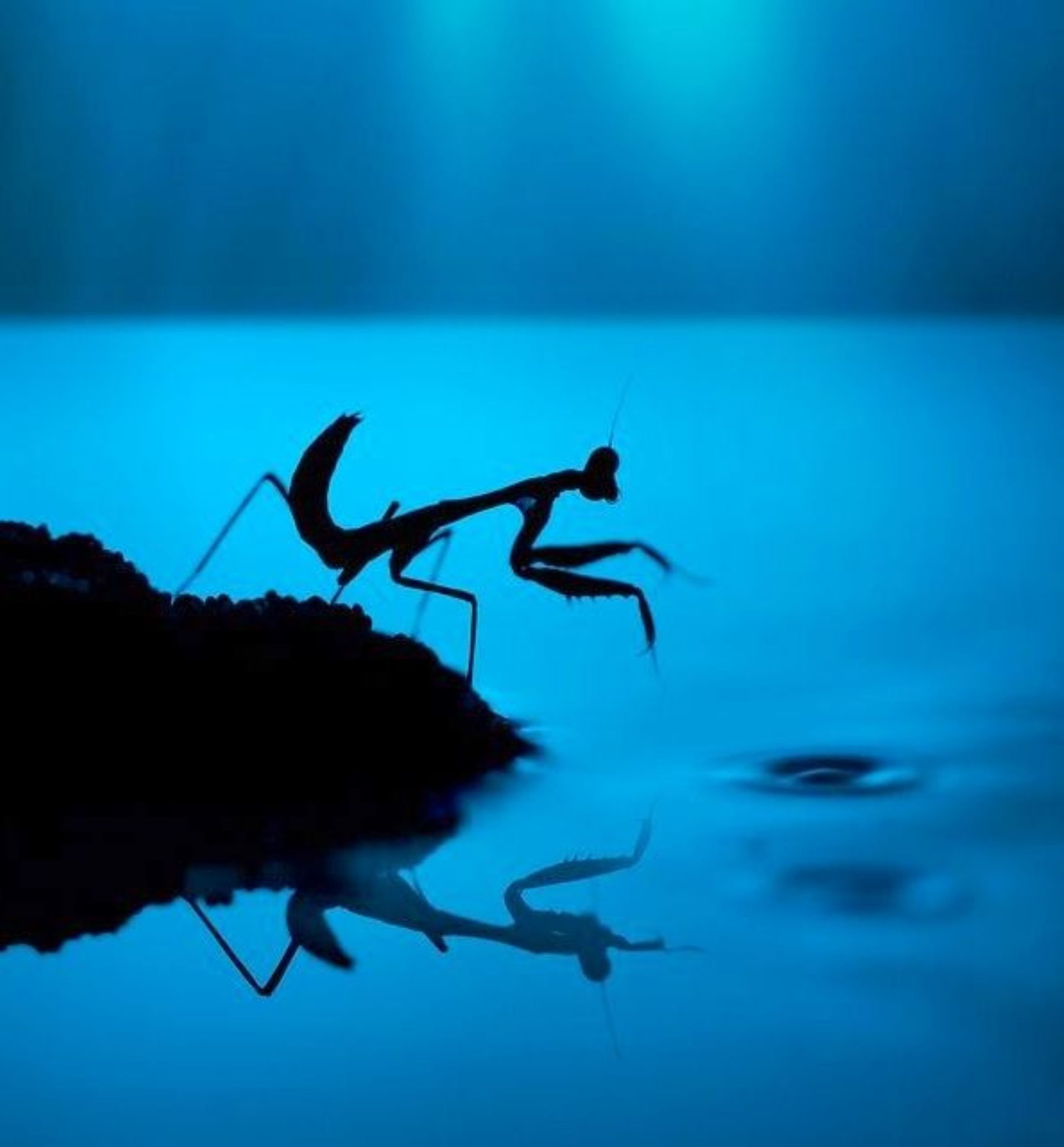 Rendez-vous nature � �toiles et insectes �  - Le Naturopt�re