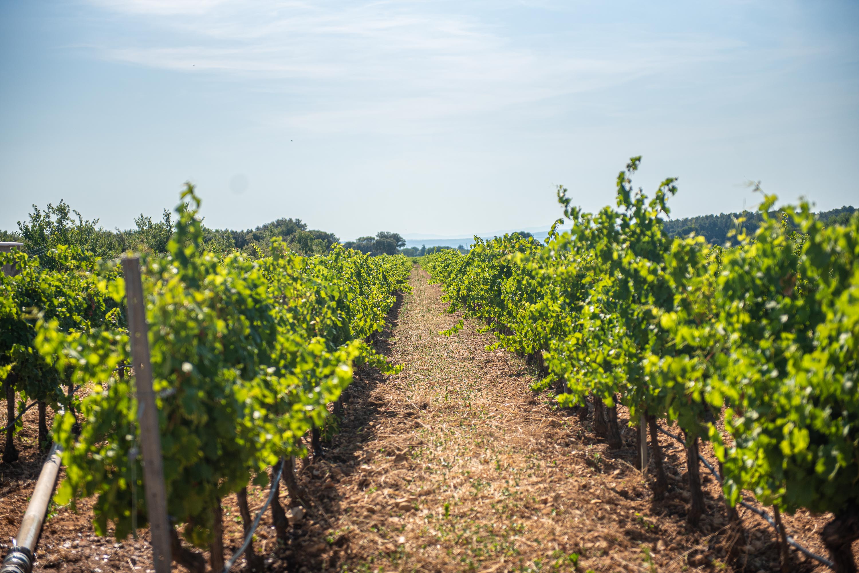 Balade � v�lo dans les vignobles du domaine La Croix Chabri�res