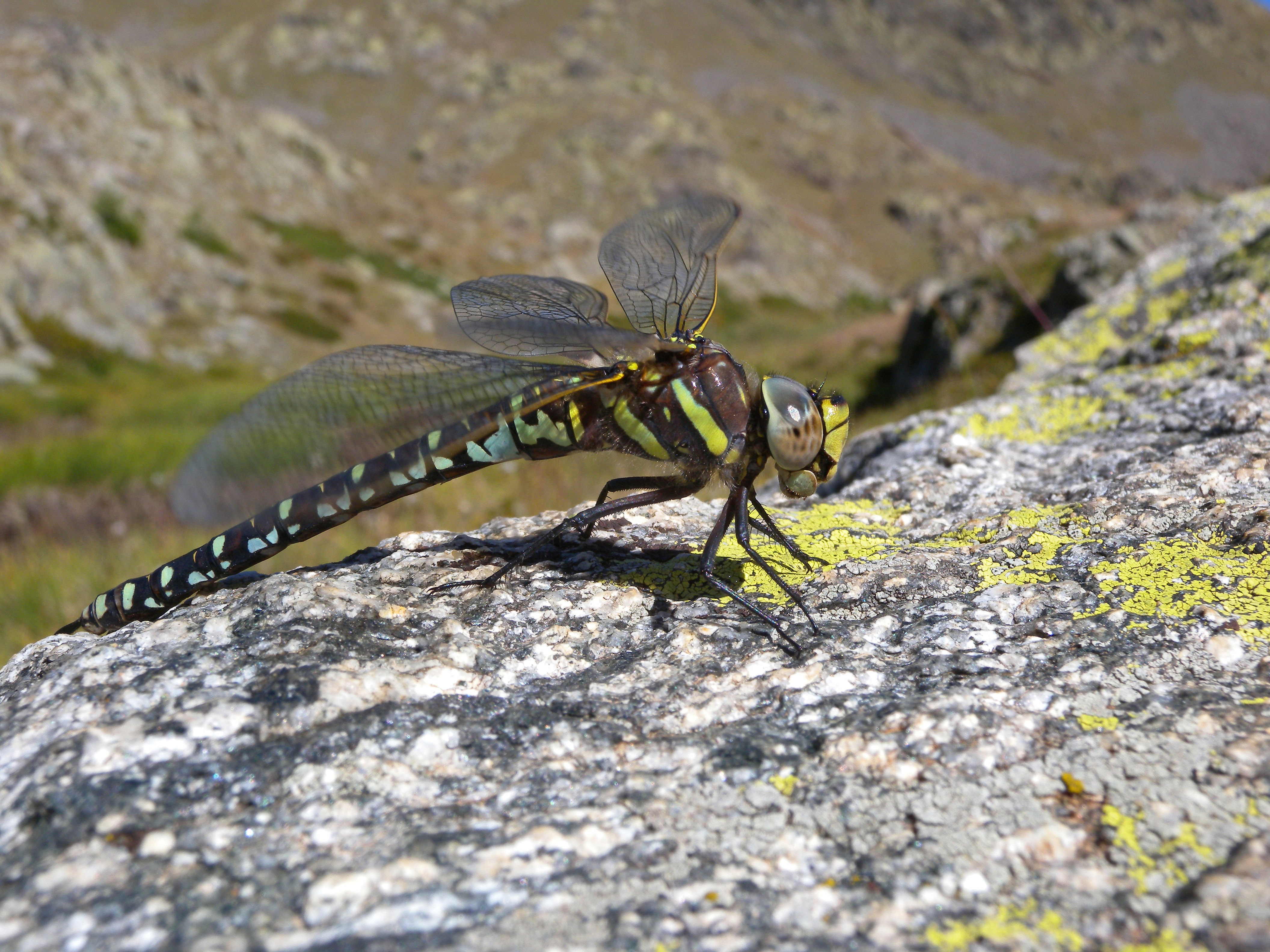 D�couverte de la biodiversit� du golf de Barcelonnette