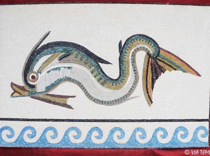 Des histoires de dauphins