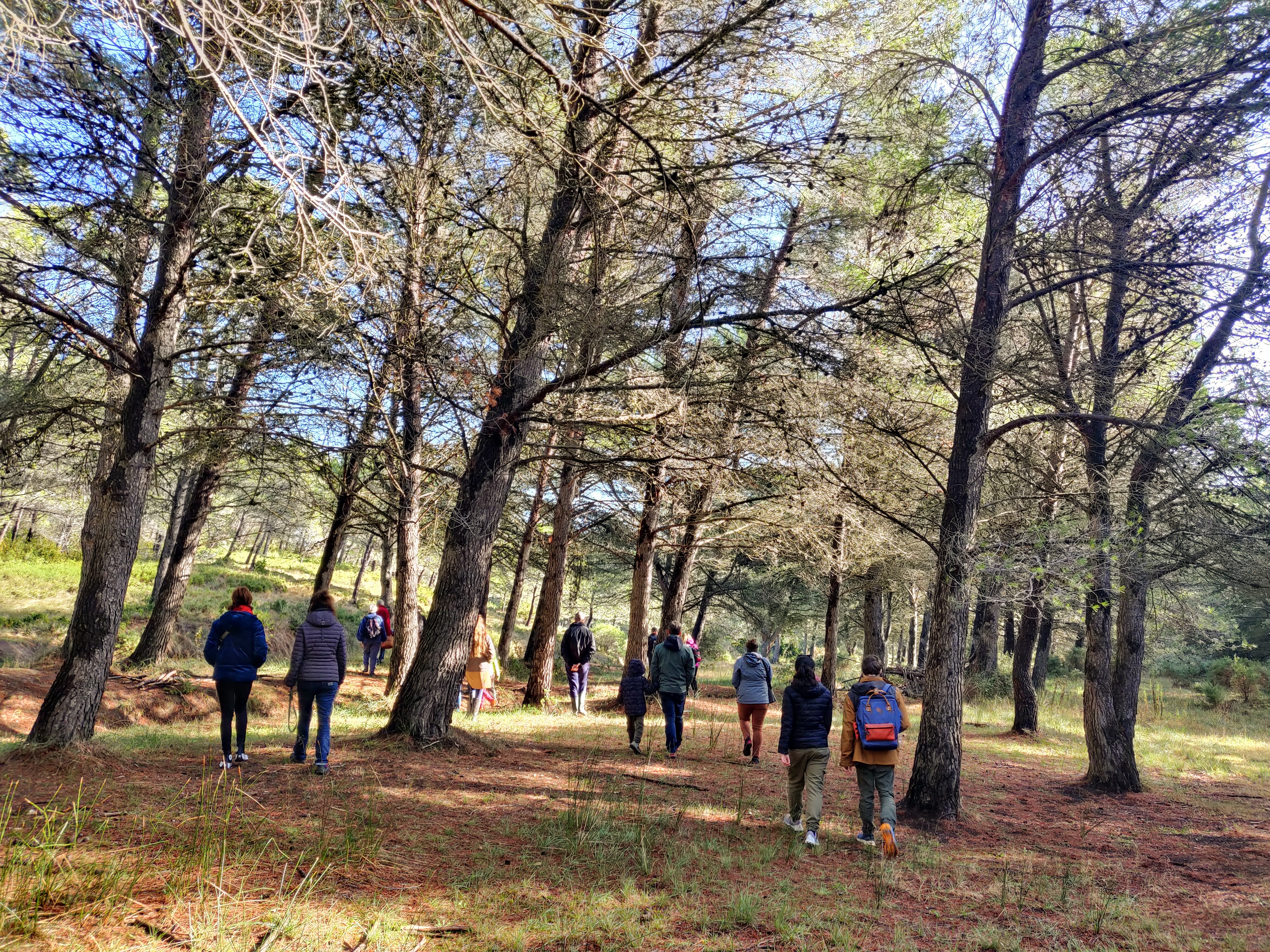 Sortie nature : A la d�couverte des champignons des Alpilles