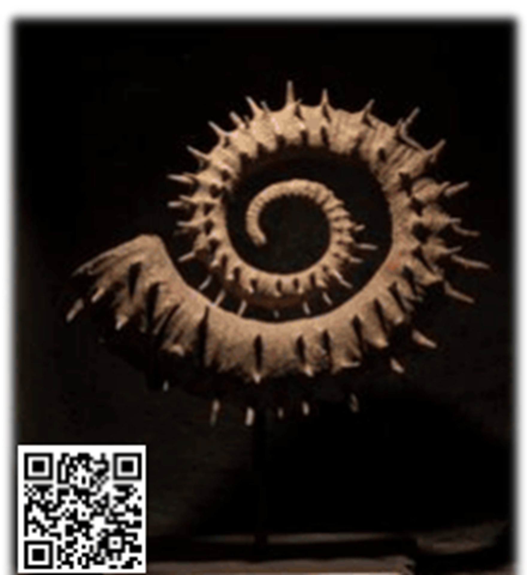 Visite guid�e exposition fossiles