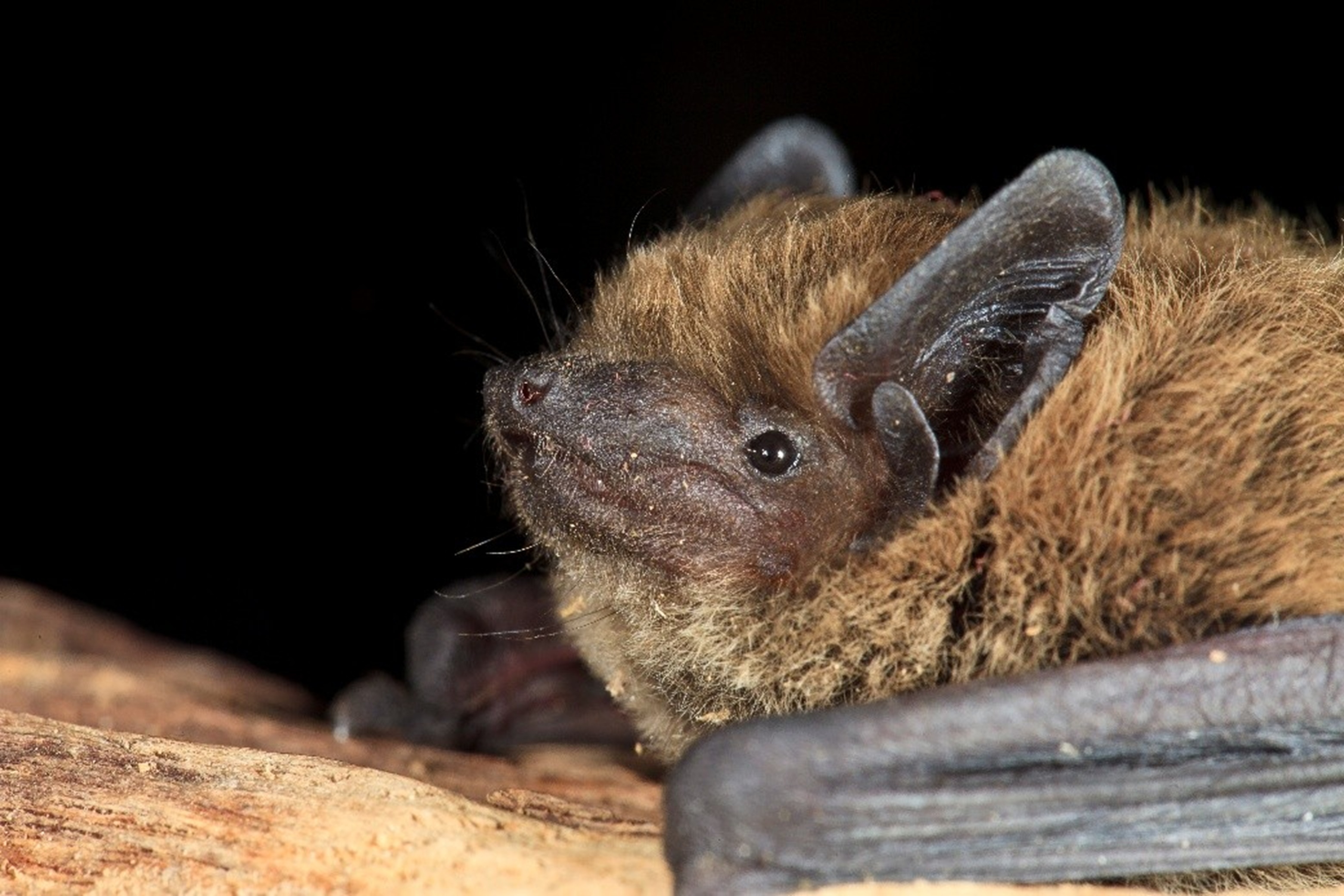 Les ailes de la nuit : � la rencontre des chauves-souris au Domaine de La B�gude