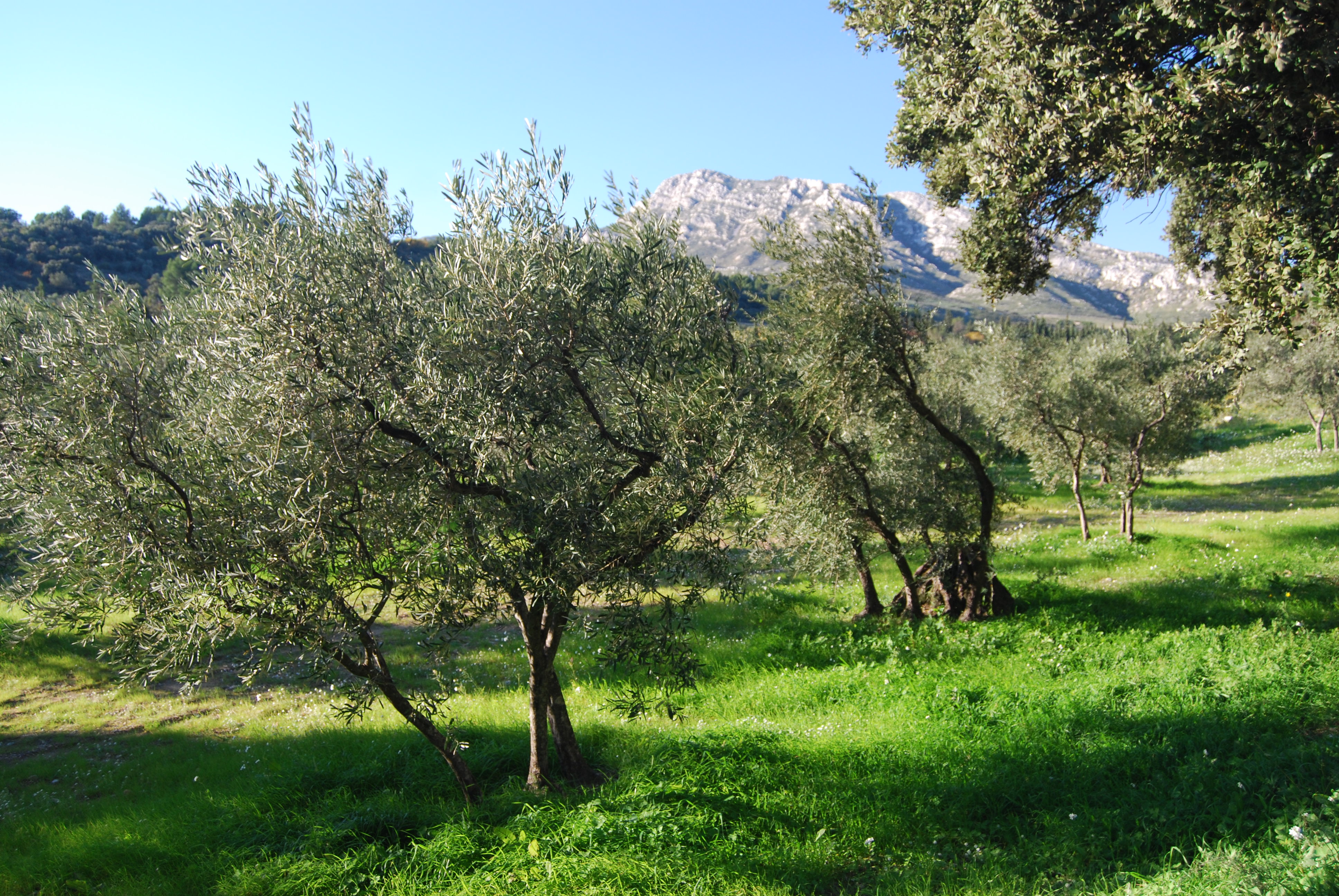 Sortie nature : Olivier, arbre mill�naire