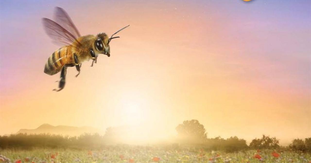 Soir�e cin� nature 