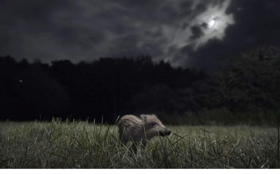 Soir�e cin� nature 