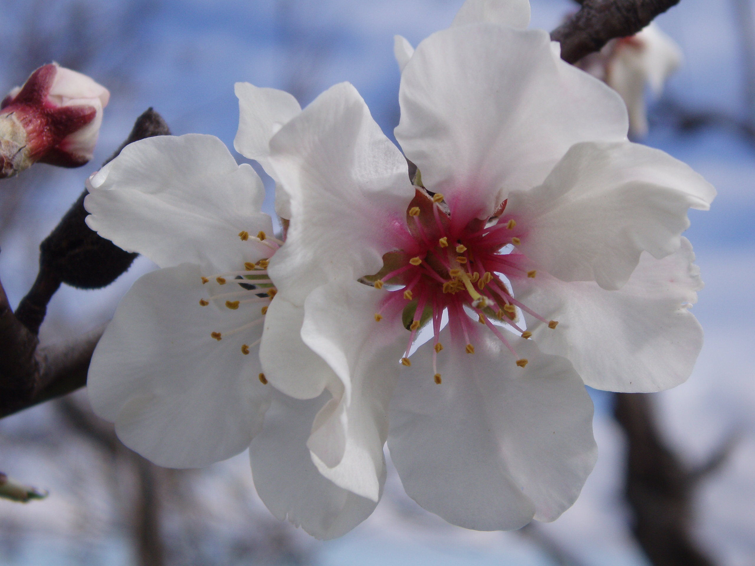 19e �dition de la F�te de l'Amande