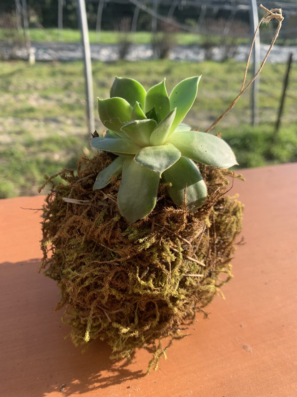 Cr�ations v�g�tales � Cr�er son kokedama