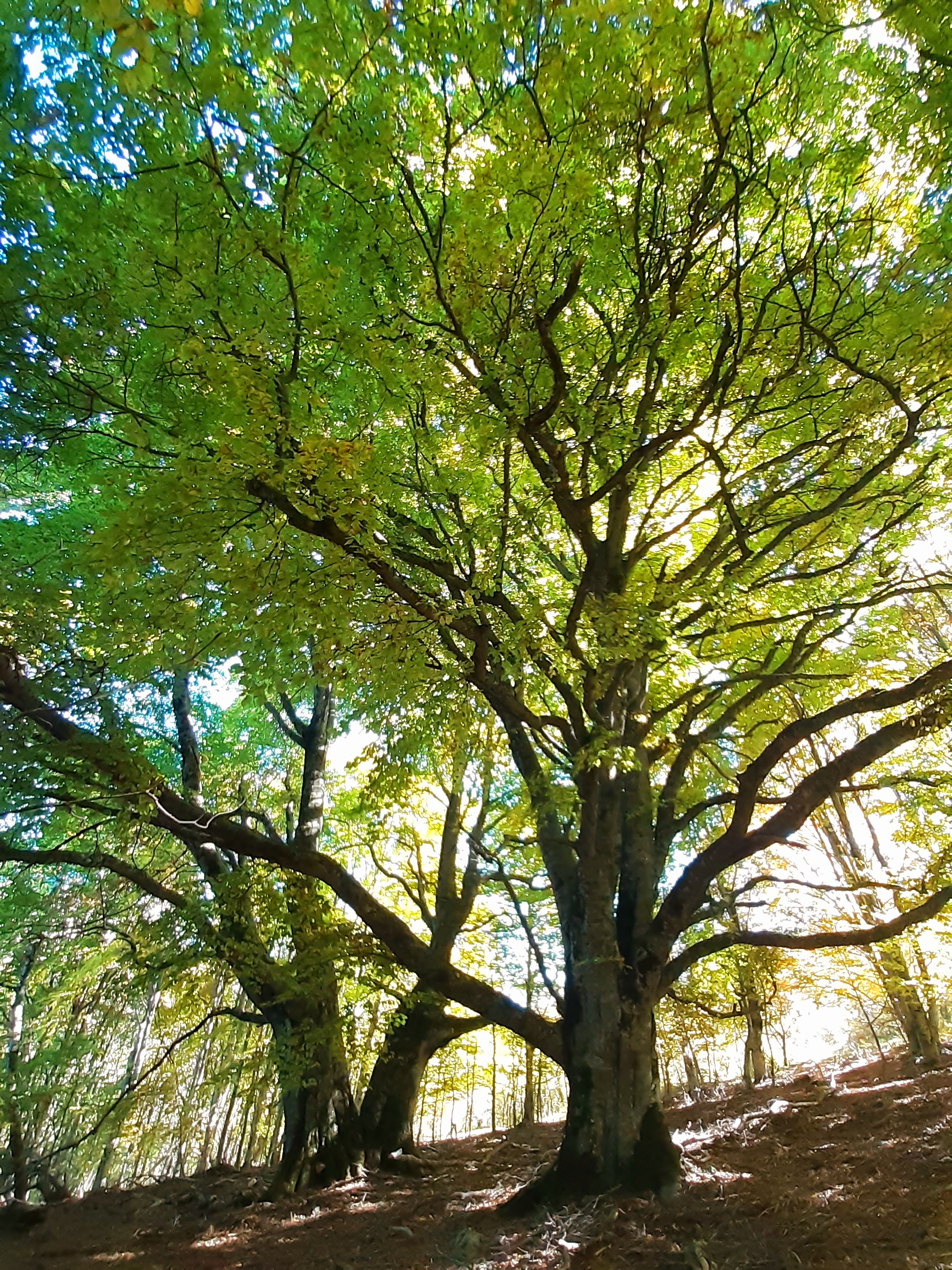 Bain de for�t : une immersion sensorielle avec les arbres  
