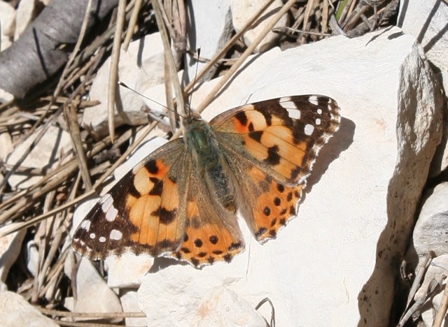 Les papillons de la colline de la Bruy�re 