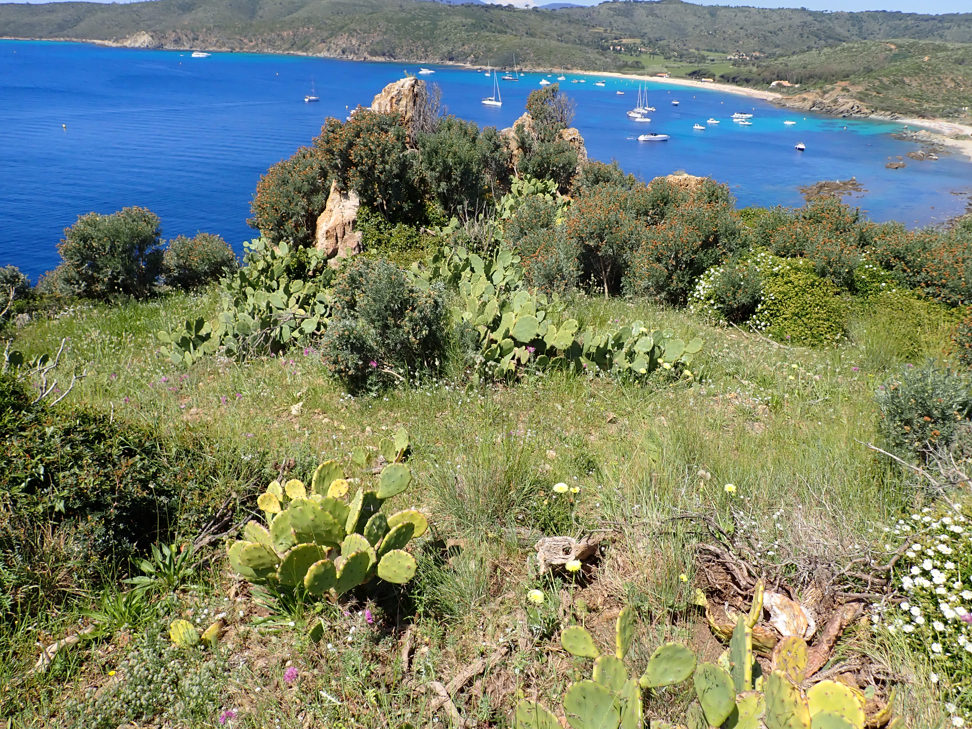 Mobilisation contre les plantes exotiques envahissantes  - chantier nature