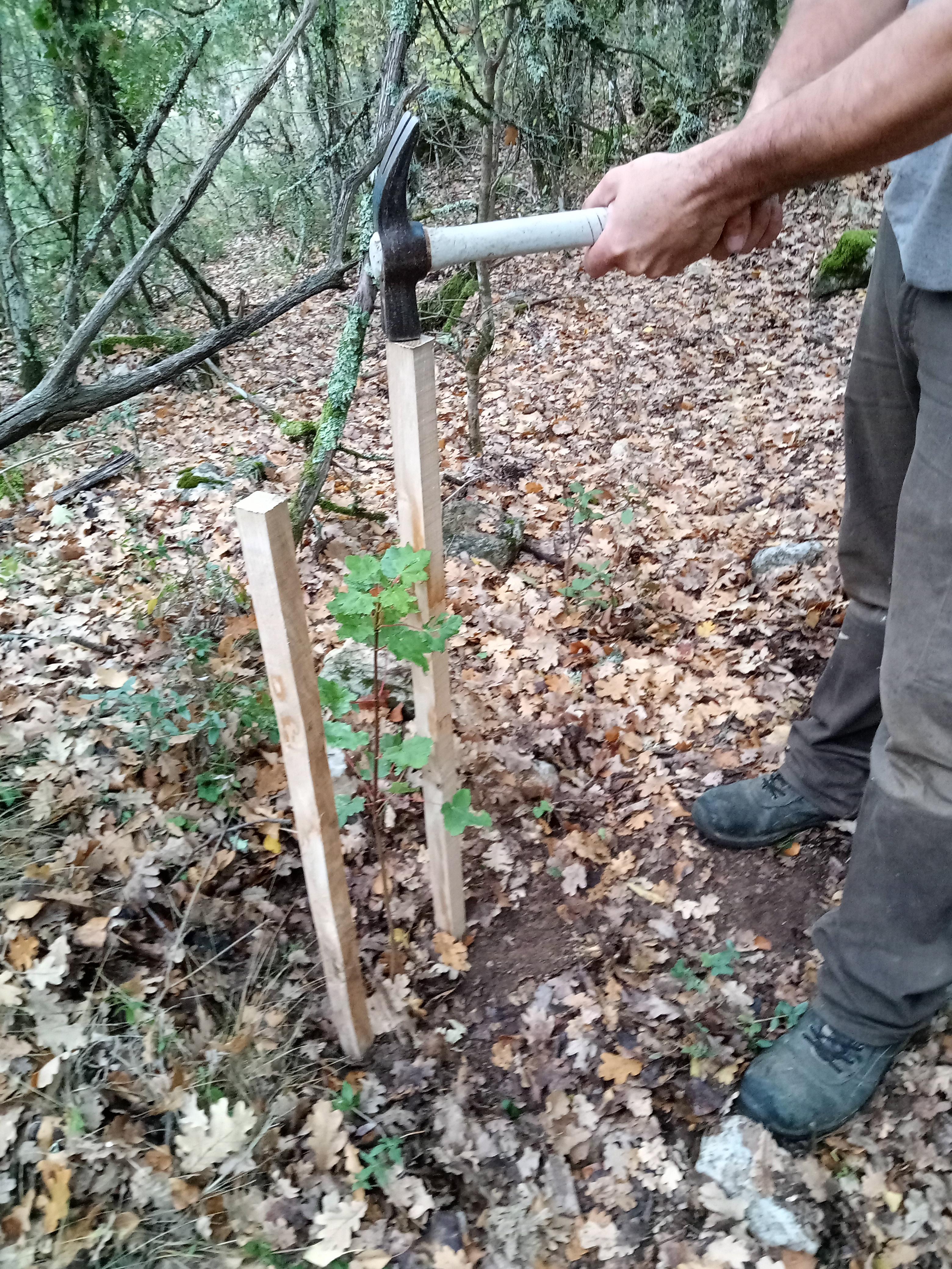 Plantations d�arbres pour renforcement forestier et cr�ation de haies  - chantier nature