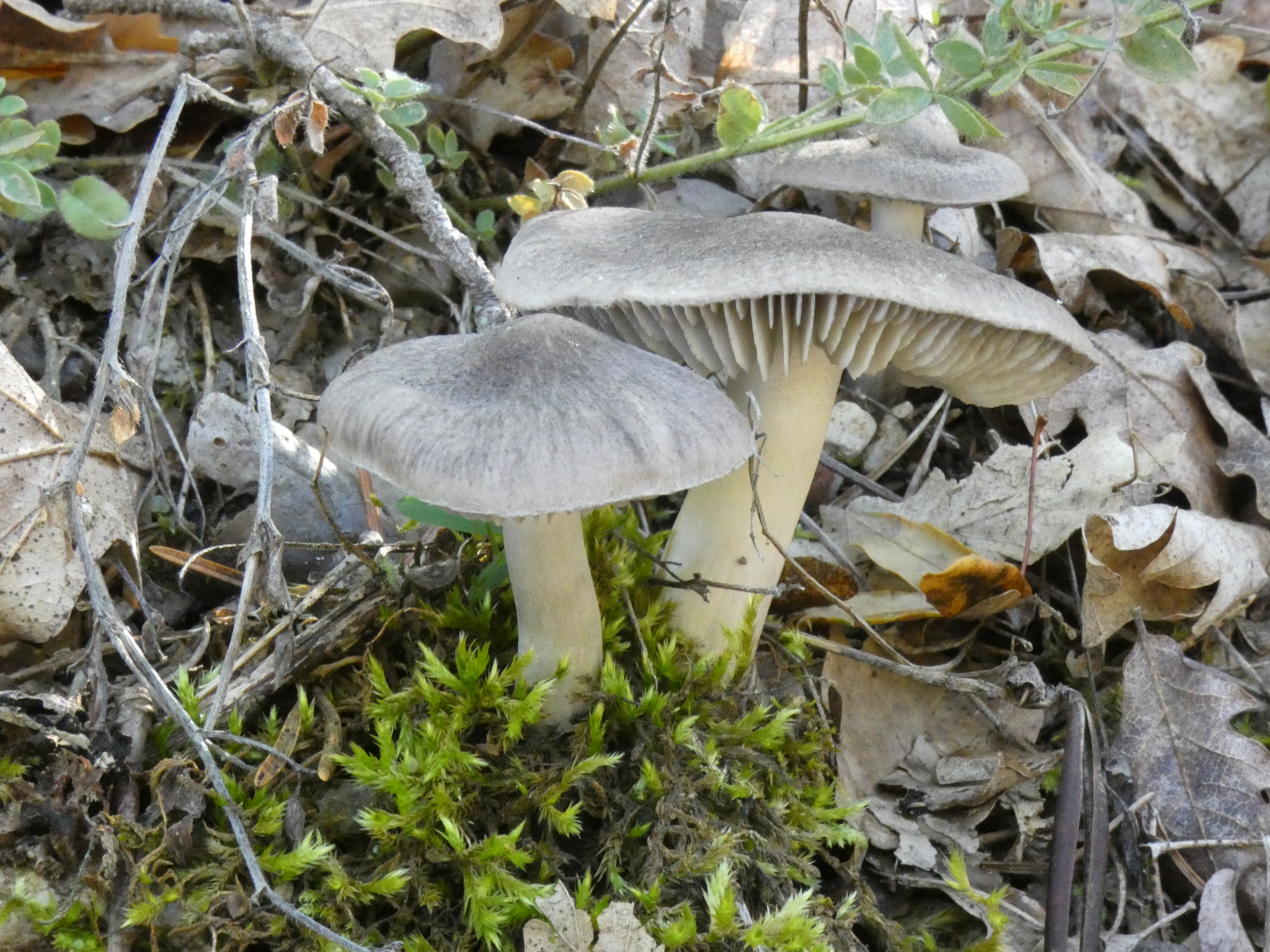 F�te mycologique
