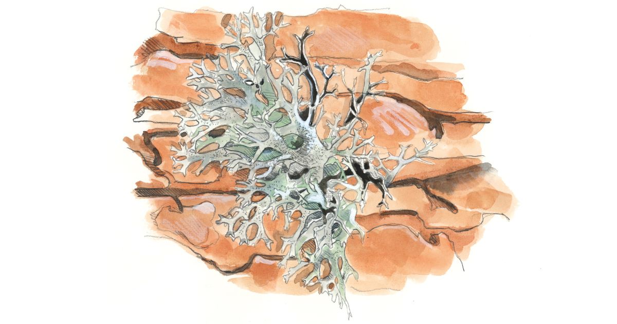 A la d�couverte des lichens