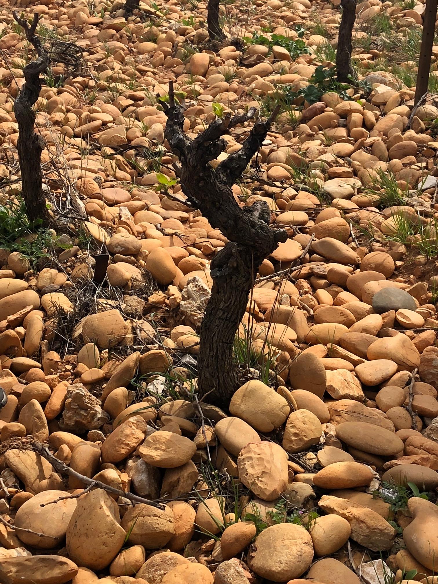 Atelier �cole des Vins - D�gustation g�o-sensorielle des Crus des C�tes du Rh�ne