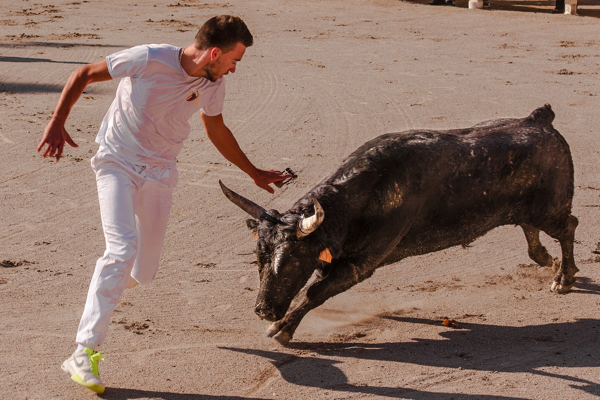 Course camarguaise : Course de taureaux neufs