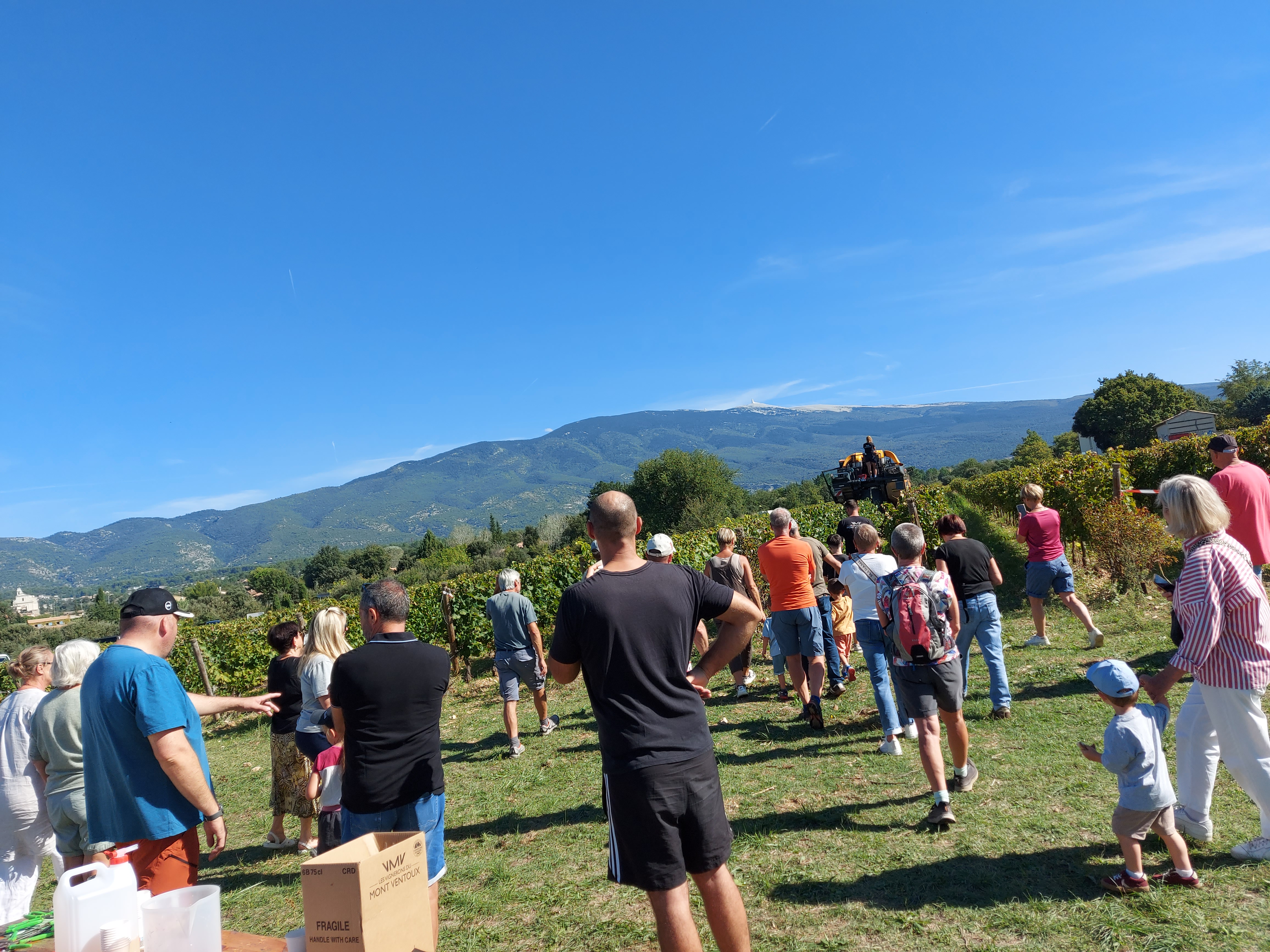 Festival Ventoux Saveurs : Vendanges de notre parcelle p�dagogique VMV