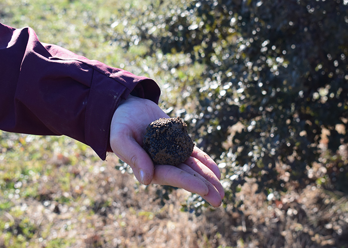 Balade gourmande, cavage et d�gustation de truffe