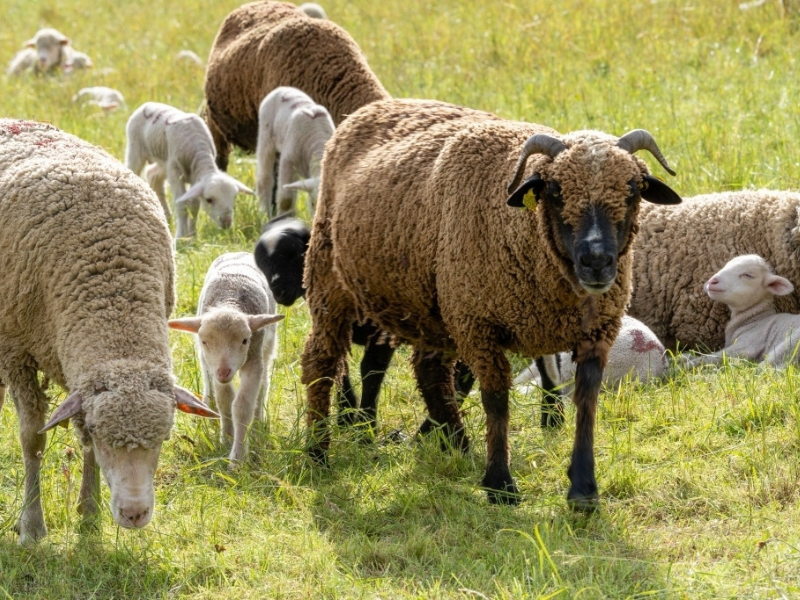 Conf�rence sur le pastoralisme