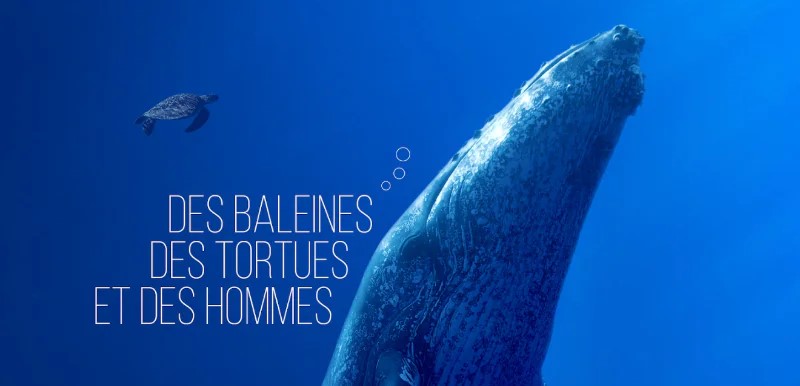 Projection �Des baleines, des tortues et des hommes�