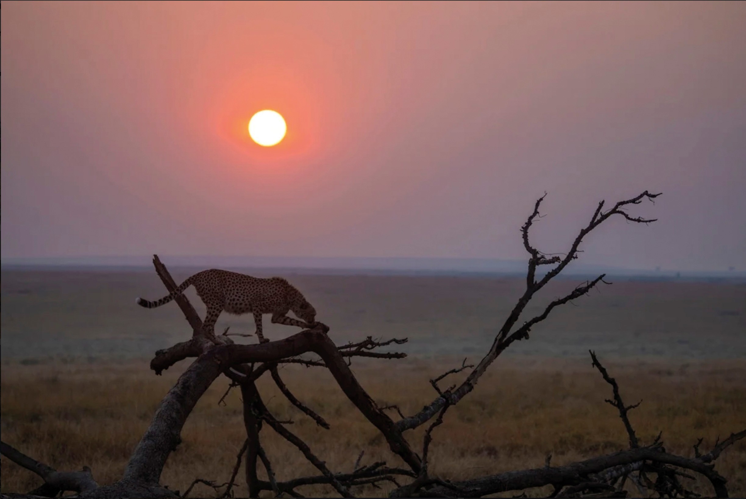 Les secrets de la photographie animali�re - Rencontre