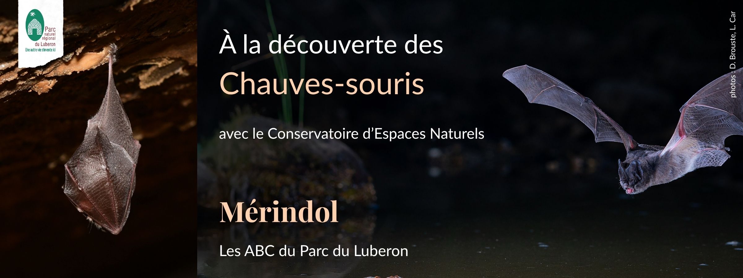 � la d�couverte des chauves-souris � M�rindol