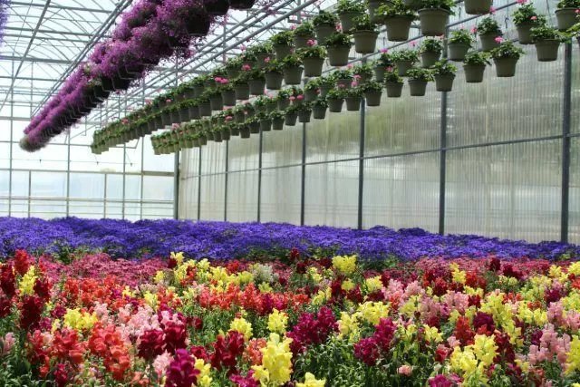 Visite guid�e de l'exploitation horticole Valbray  #JEP2026
