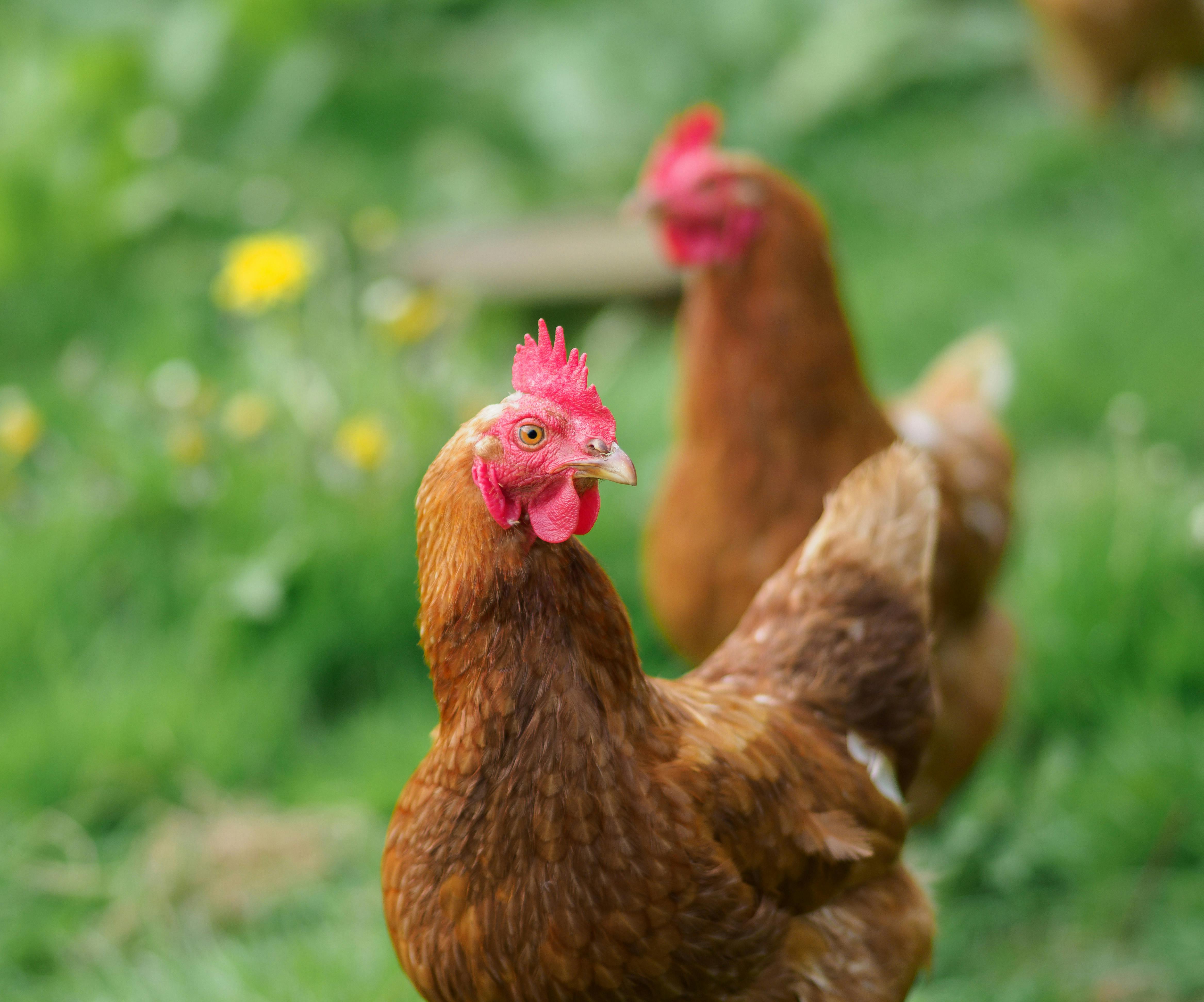 Visite d�couverte de la ferme Mas Ribelly