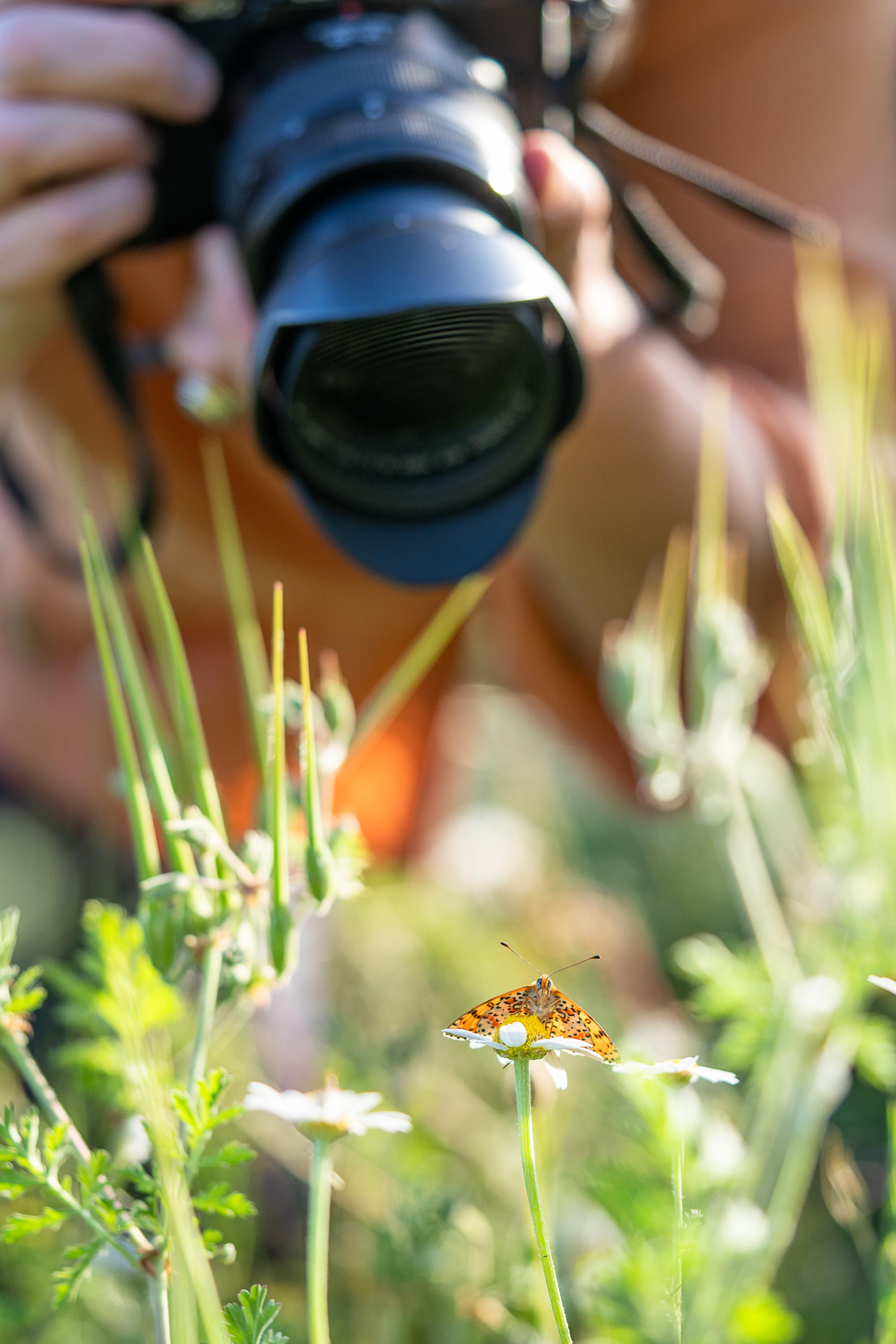 La Photographie nature : De l'illustration � l'art