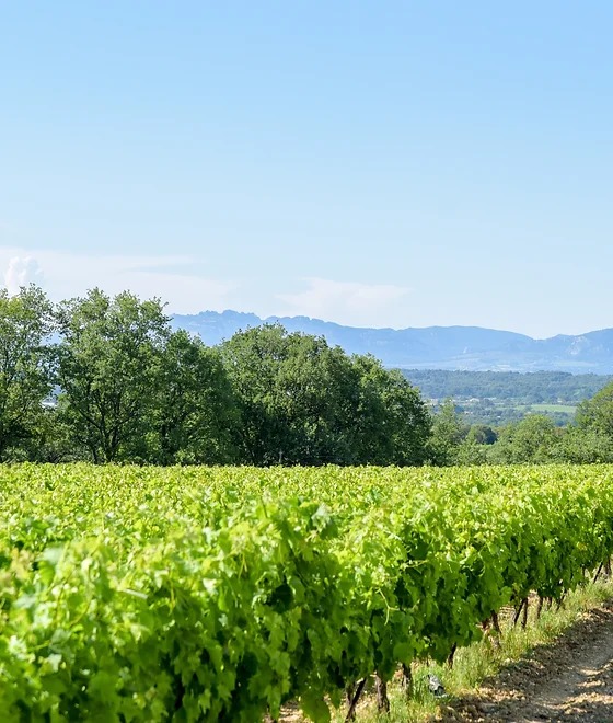 Grapillade de raisin 2026