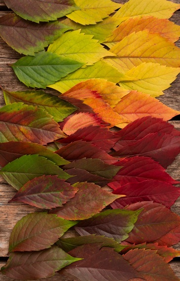 Color�conf�rence : palette sauvage aux couleurs du massif des maures
