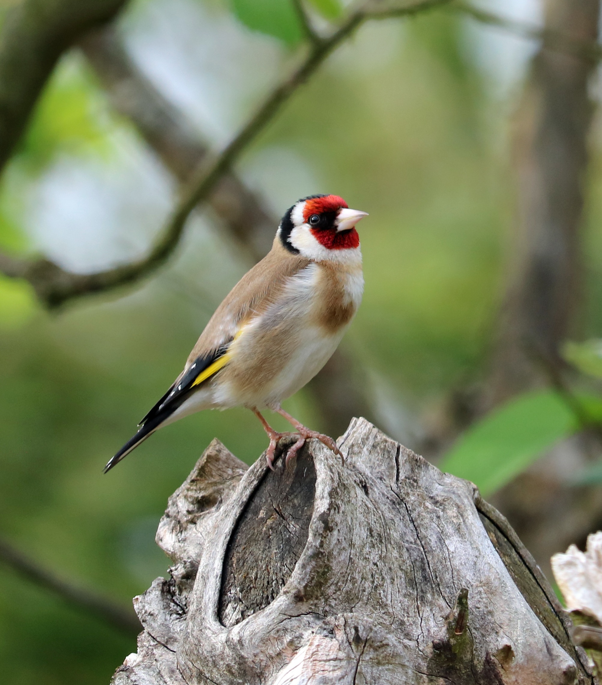 Accueillir la biodiversit� au jardin - sortie nature