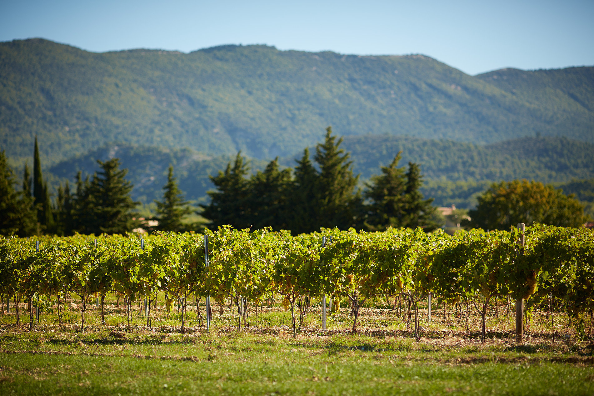 D�ner  des Vendanges