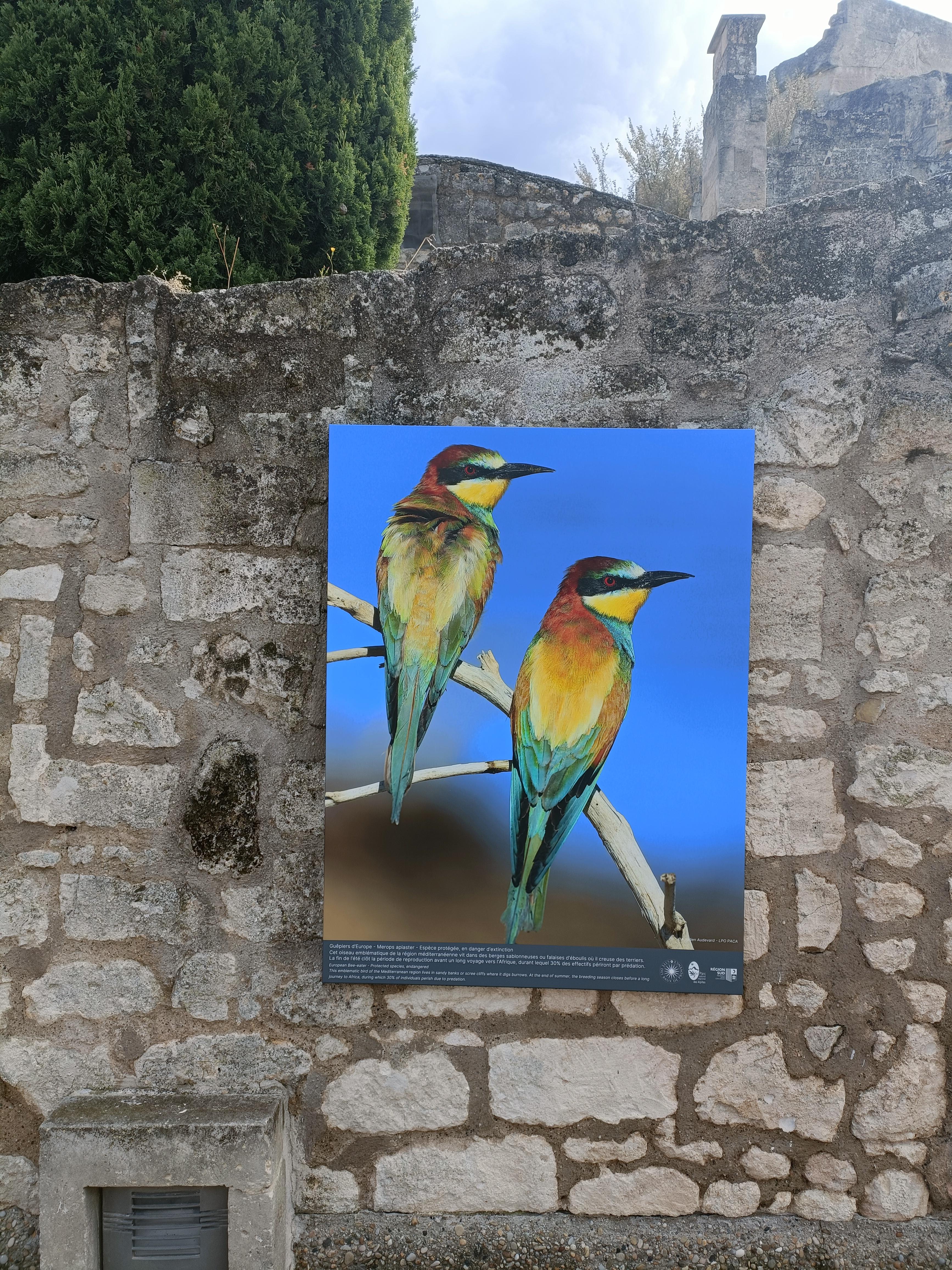 Visite guid�e Les Alpilles par nature : voyage photographique au c�ur de la biodiversit�