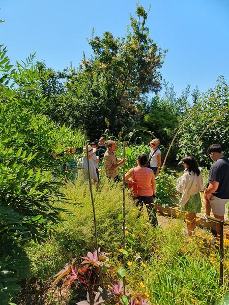 JEP 2026 - Visite guid�e du jardin des plantes tinctoriales de Lauris