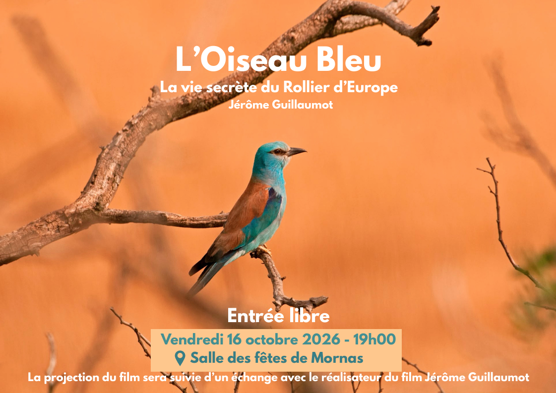 Projection du film L'Oiseau Bleu � Mornas