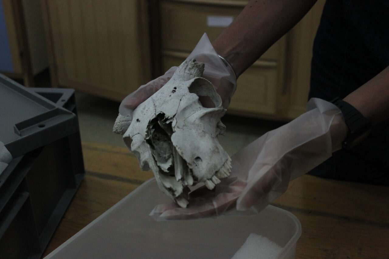 Expert du mus�e - La conservation