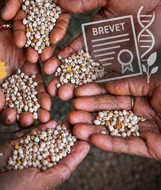 Le brevetage du vivant : main basse sur l�agriculture de demain ?