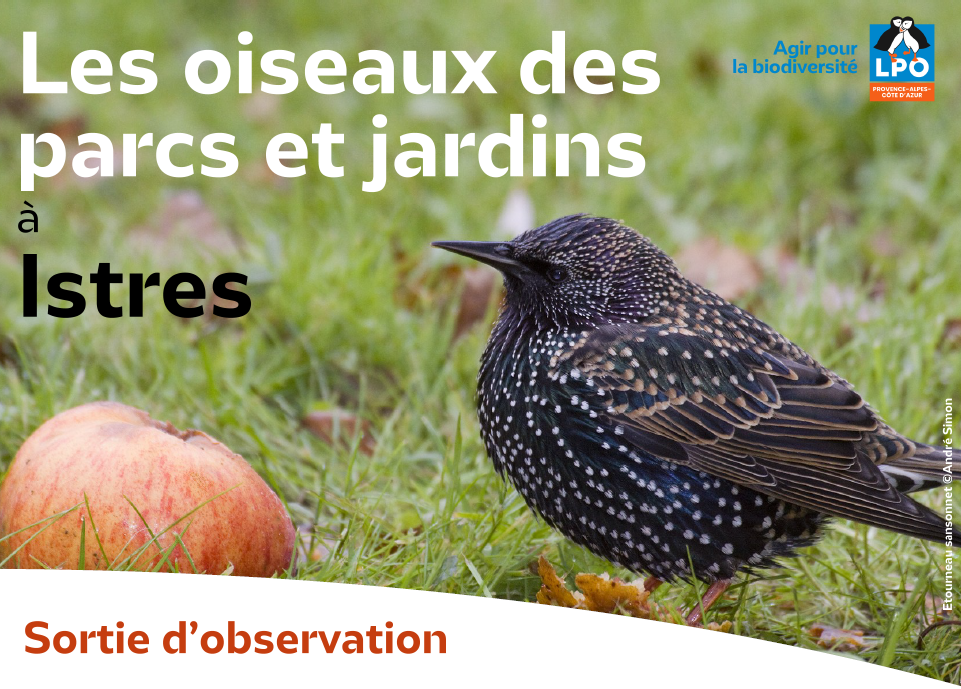 Les oiseaux des parcs et jardins � Istres avec la LPO
