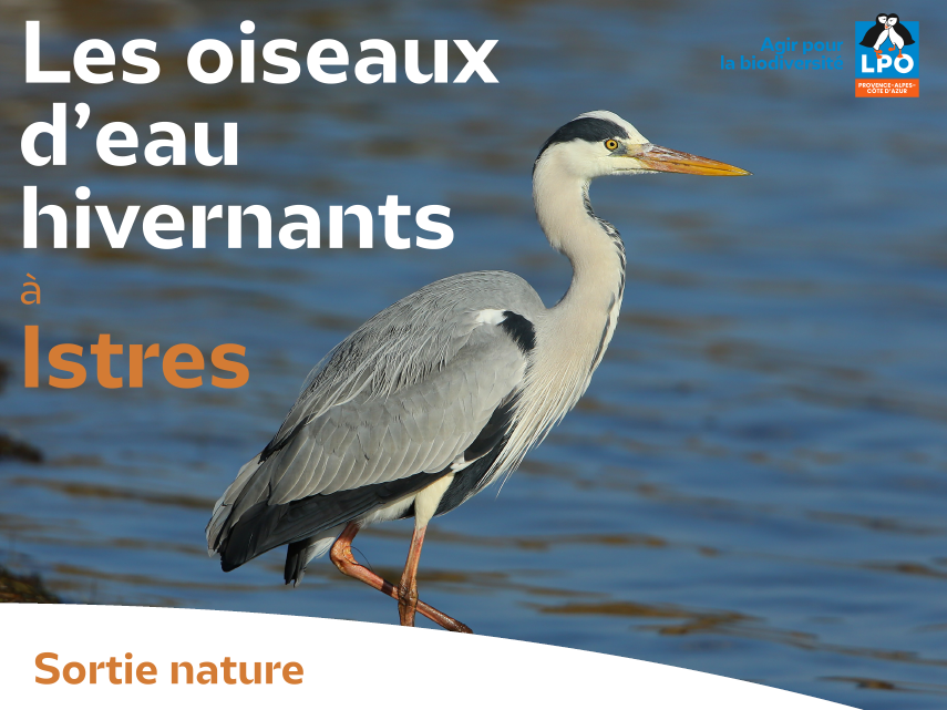 Les oiseaux d'eau hivernants � Istres avec la LPO