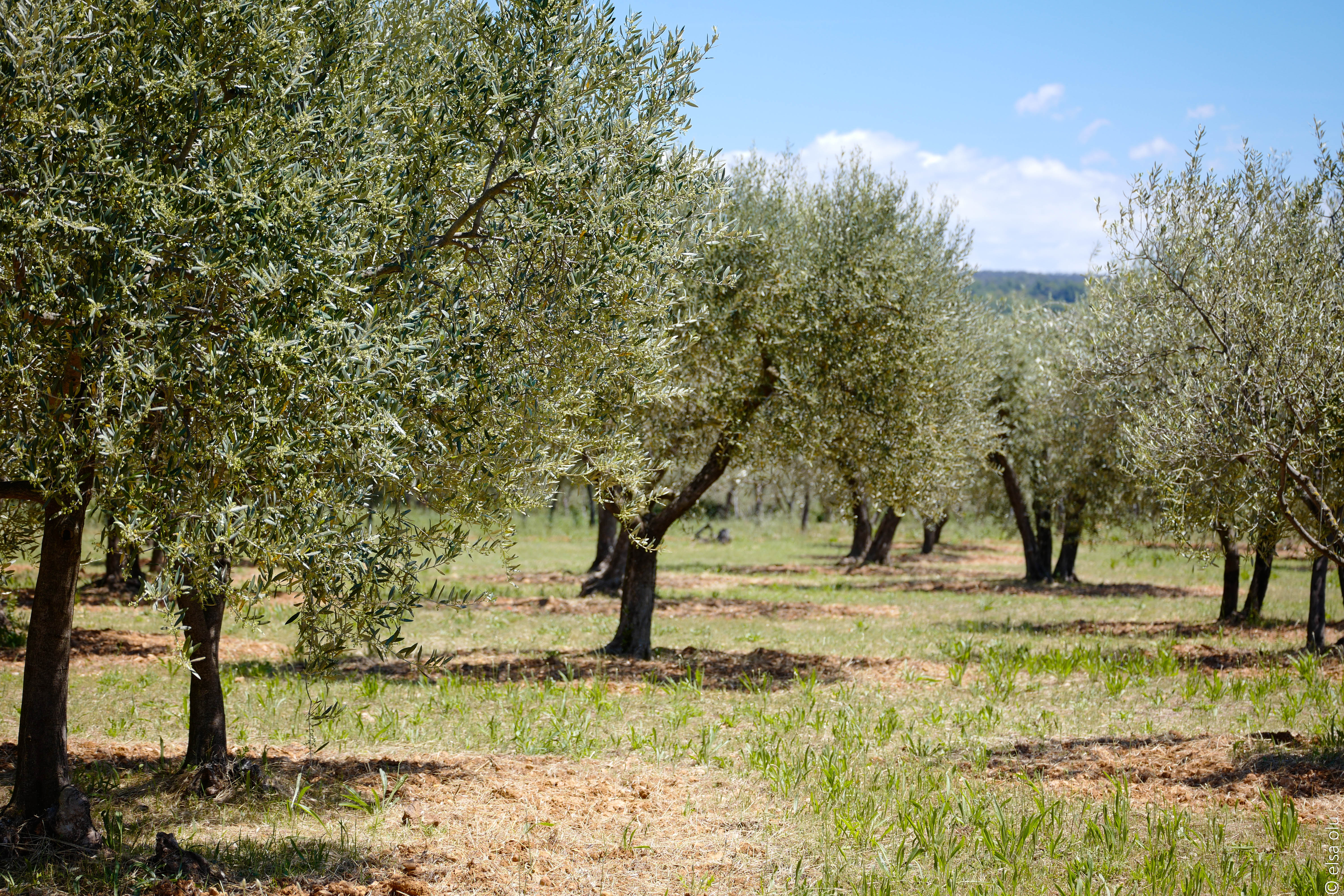 Visites : Journ�e ol�icole � Varages - de l'oliveraie au moulin | Rendez vous Un dimanche en Provence Verte Verdon