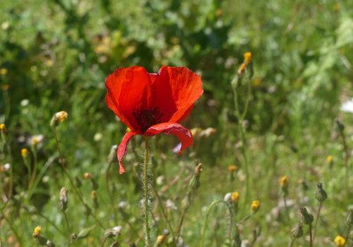 Les Plantes sauvages comestibles � travers les 5 sens